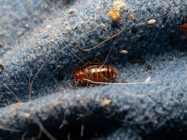 Punaises de lit et déménagement : comment ne pas les emmener avec vous